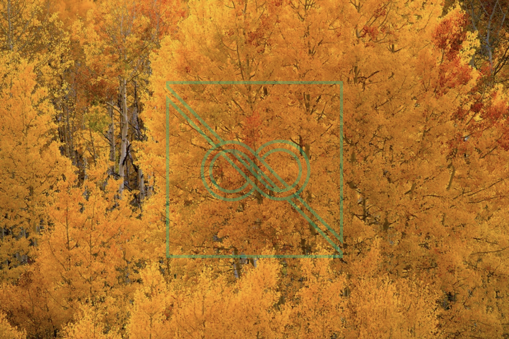 Aspen Forest by Artem Shestakov — museum-quality, limited edition prints (AP 1/3)