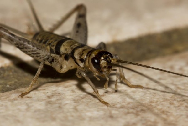 Would You Eat a Cricket Energy Bar?
