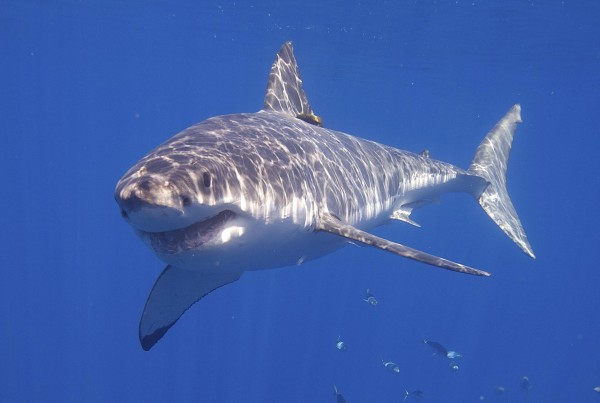 How to Learn What’s Real – and What Isn’t – on Discovery’s Shark Week