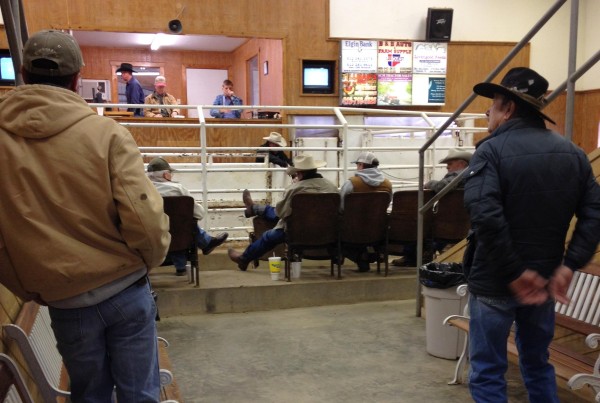 What Texas Ranchers Can Teach California About the Drought