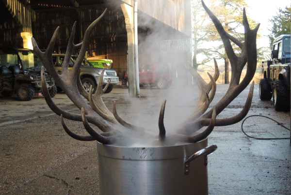 Deer Are Being Bred Just to Be Hunted. Is It Ethical?