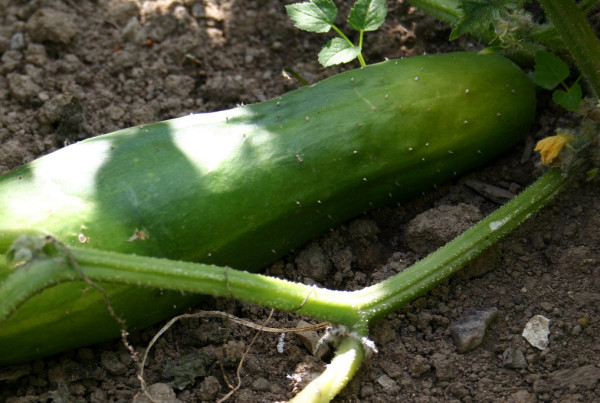The Cucumber with the Pituitary Problem