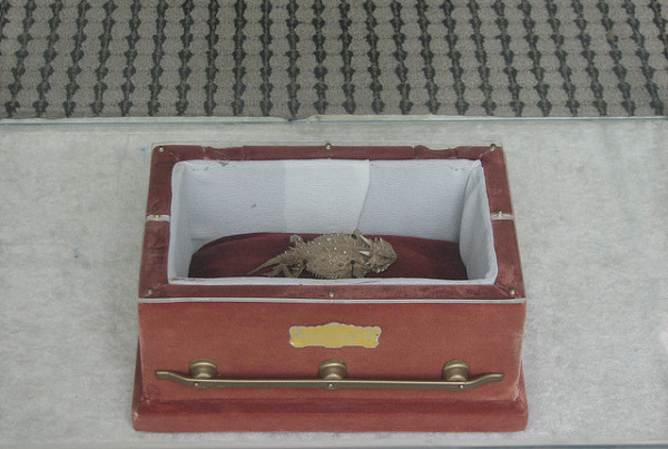 The Indomitable Horned Toad of Eastland County