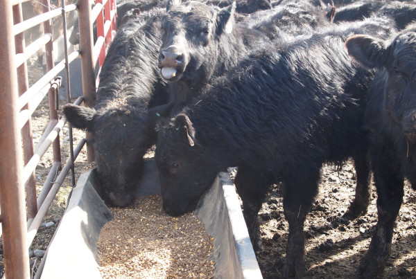 Research Shows Antibiotics Can Be Carried in The Wind