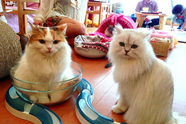 Why Do We Love to Watch Cat Videos?