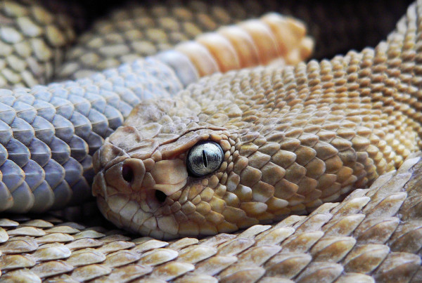 Warning: Wildflower Picture Season is Also Snake Season