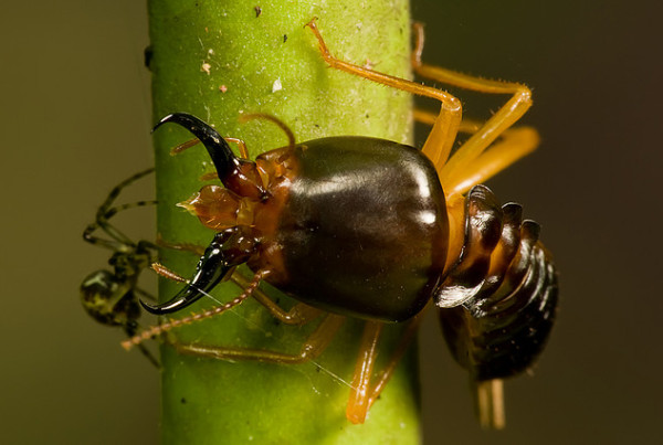 Termites Spring Into Action Across Texas