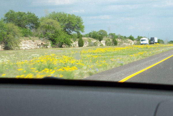 Typewriter Rodeo: Wildflower Season in Texas