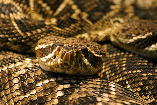 At the Rattlesnake Roundup in Sweetwater, Texas