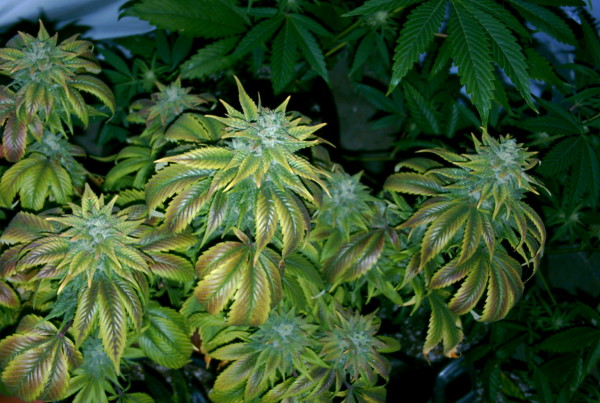 Has The Tide Changed in The War On Drugs?