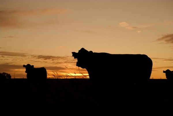The Texan origins of the word ‘maverick’