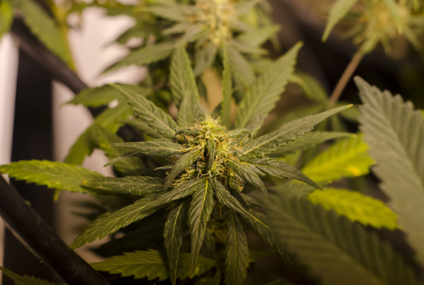 Texas Takes a Step Toward Legalizing Marijuana