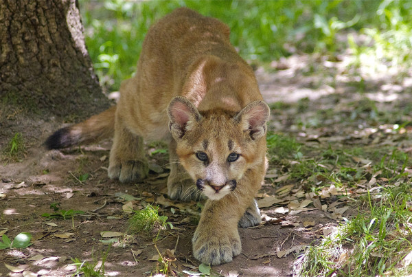 You Probably Didn’t See A Mountain Lion in the Suburbs