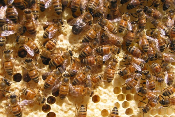 Why You Should Care About Homeless Bees
