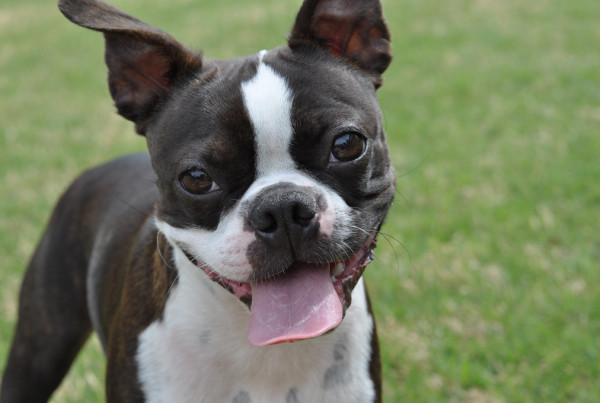 Where Do Texas Cities Stand on Pet-Friendliness?
