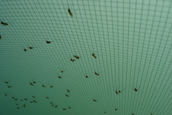 Typewriter Rodeo: Bugs