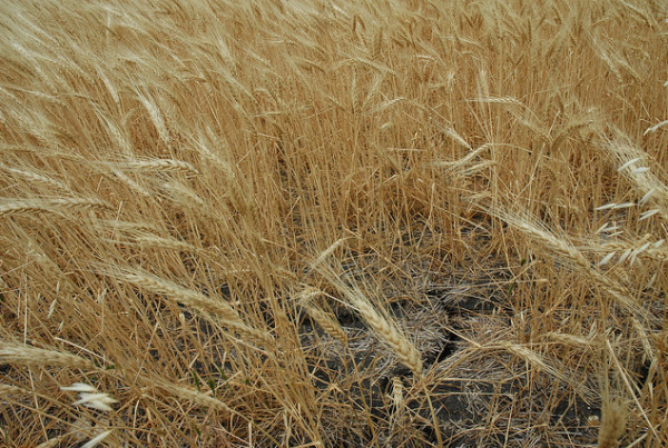 Will the Drought in Texas Get as Bad as California’s?