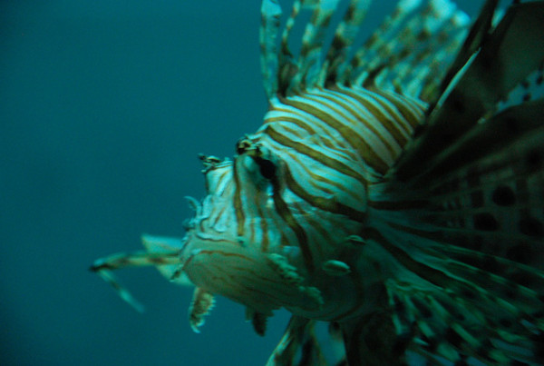 Texas State Aquarium Files Suit Against Chemical Supplier