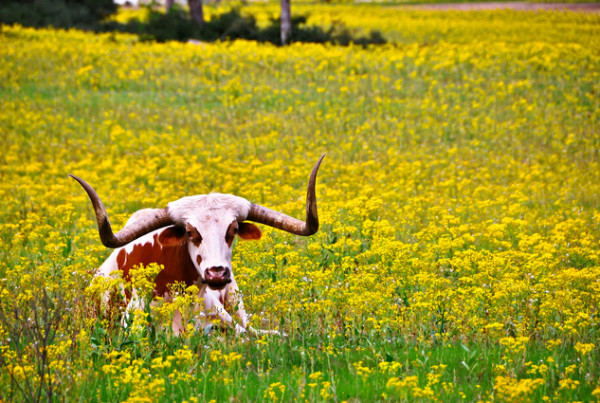 This Kid Says Texas Traditions Are One-Of-A Kind