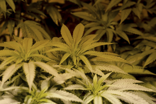 Will Cannabis Oil Open the Door for Legal Weed in Texas?