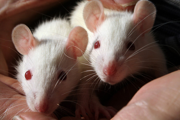 Can A New Drug Prevent Addiction?