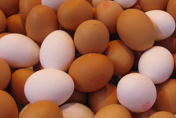 Largest Bird Flu Outbreak Leads to Nationwide Egg Shortage