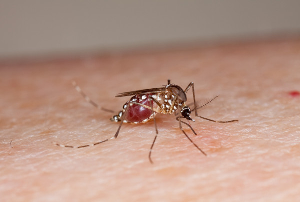 Texas’ Zika Numbers Are Way Lower Than Florida’s – But Why?