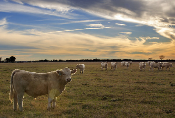 With Grasses and Prices High, West Texas Cattle Ranchers Have New Choices