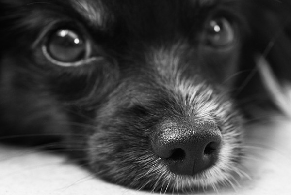 Questions Surround Texas A&M’s Dog & Cat Testing Program