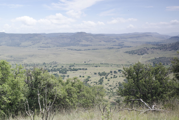How Climate Change May Spread A Dangerous Fungus In Texas