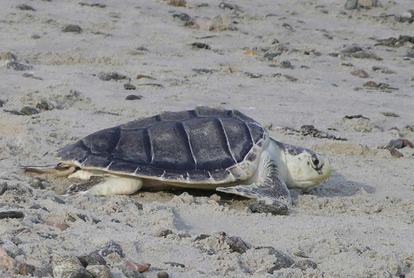 Budget Cuts Threaten Sea Turtle Program