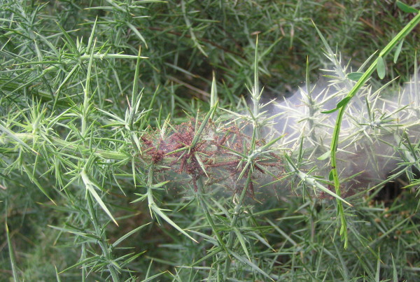 These Little Guys May Be Damaging Your Plants