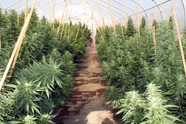 State Writing Rules For Selling Cannabis Oil In Texas