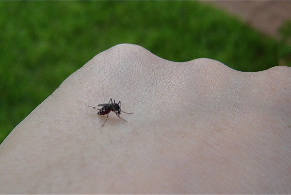 What Summer Floods And Triple Digit Temperatures Mean For West Nile Virus