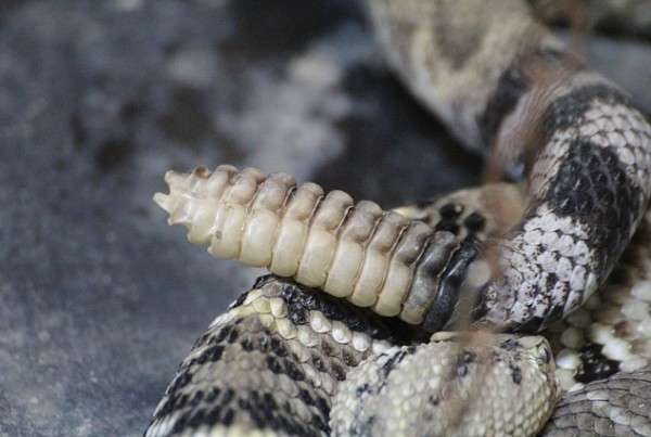 Why Rattlesnakes Are An Intrinsic Part Of The Texas Experience