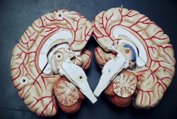 Why Your Brain Tells You It’s OK to Have One More Drink