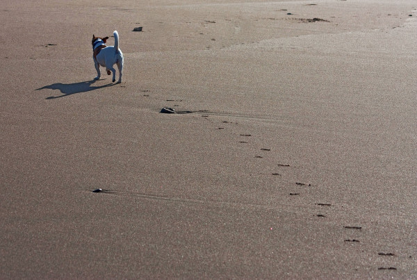 Would You Lay Your Pet to Rest in a Funeral Home?