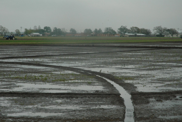 How Cuban Diplomacy Could Help Texas Rice Farming
