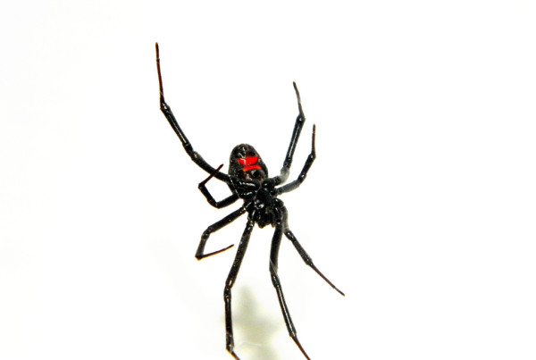 Why You Shouldn’t Be Afraid of Spiders