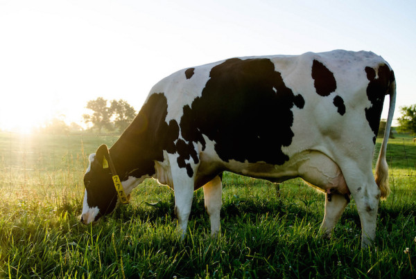 Can You Guess What’s Moo and What’s False in This Week’s Cow Headlines?