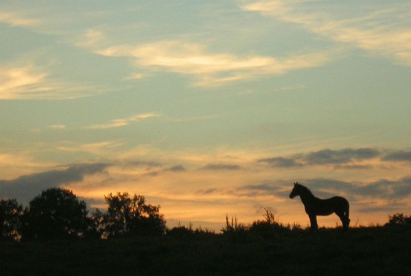 When the Young Lieutenant Met the Wild Mustangs