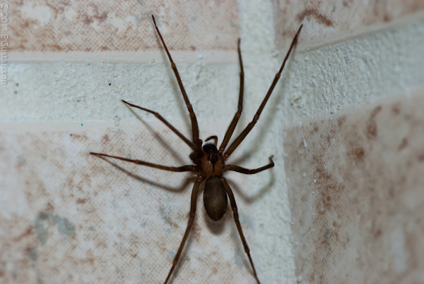Spiders are Not Trying to Attack You, No Matter What the Horror Movies Say