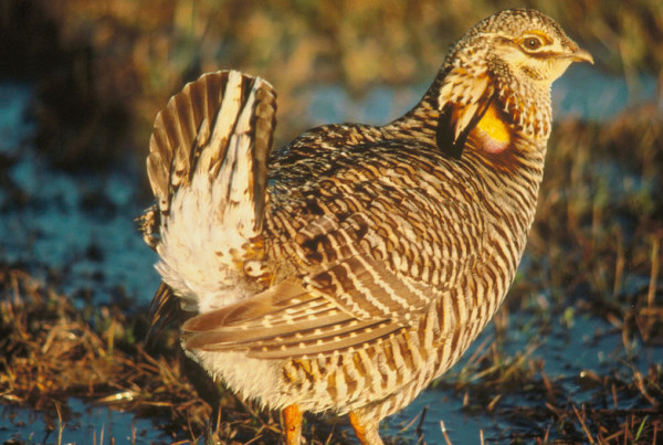 Bringing Back The Heath Hen