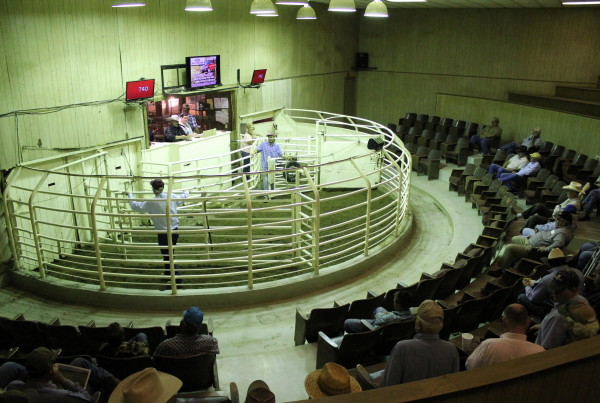 WHO Report Linking Meat To Cancer Has Texas Ranchers Seeing Red