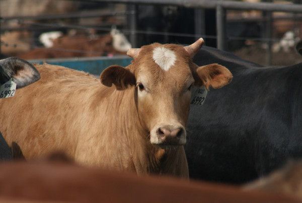 Who’s Stealing Cattle in Texas And Why