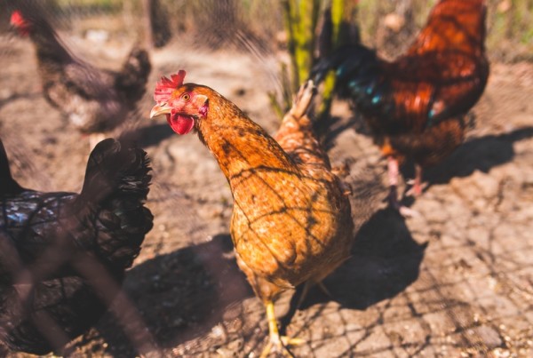 These Roaming Chickens are Ruffling Bastrop Residents’ Feathers