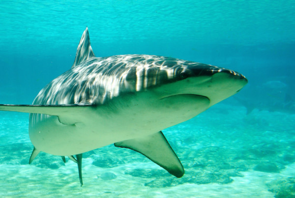 Shark Wranglers Expedition Sails in Gulf of Mexico
