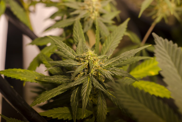 What the Mexican Supreme Court’s Ruling Could Mean for Marijuana
