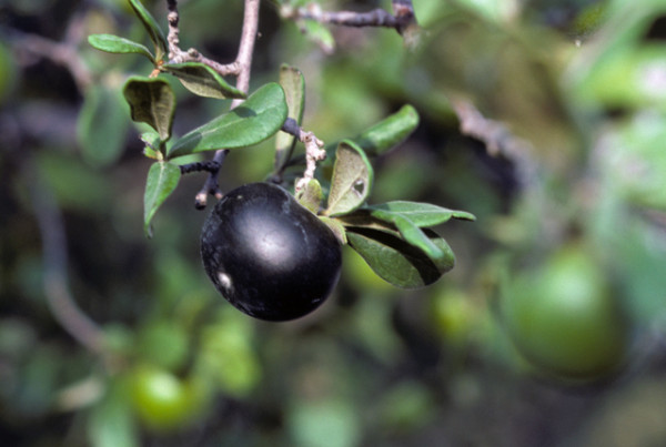 Want to Try The ‘Fruit of The Gods’? Pick A Persimmon