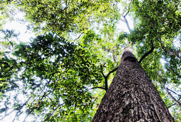 Illegally Harvested Timber from Amazon Uncovered at Port of Houston